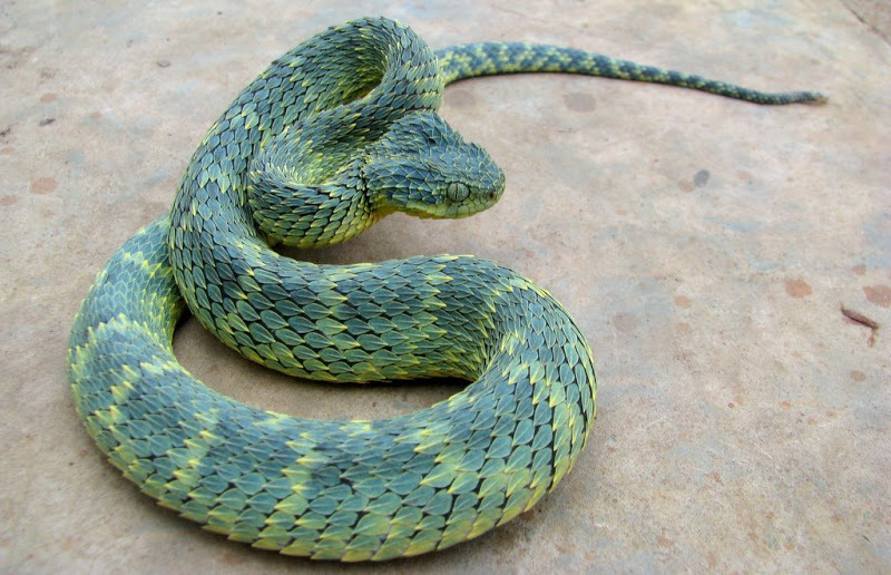 The Reptile Report - The variable bush viper (Atheris squamigera) is an  almost dragon-like venomous snake species found in a variety of colors  across their range in West and Central Africa. Photo