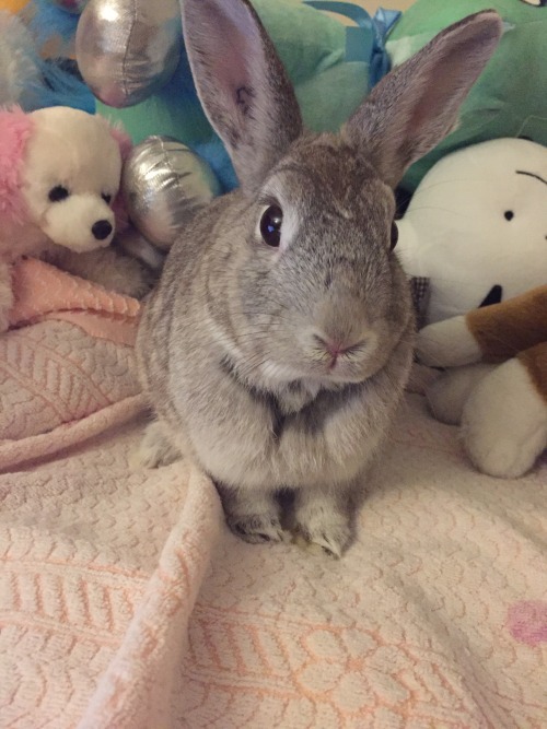 Soft towel.. Such a nice place to pee on. I&rsquo;m sorry mommy!