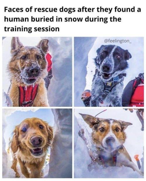 doggos-with-jobs:Now this… this makes me smile.