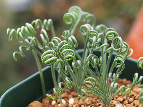 Albuca is a genus of plants originally from southern and western Africa. Many species