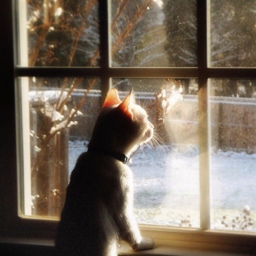 sparrowsriver: Jacks First Snow #mondaymemories #cat #snow #firstsnow #catinthewindow #catreflection