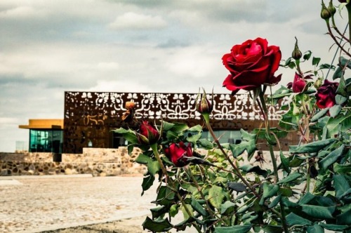 What’s in a name? | Photo project for @vinicolatresraices | | | #rose #photography #shooting #flowe