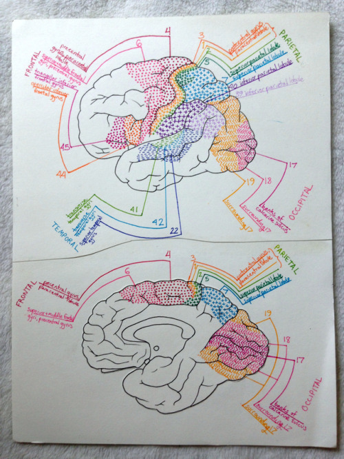 soundstudy:One of my study references from neuro last semester. That class was hell, but it’s over n