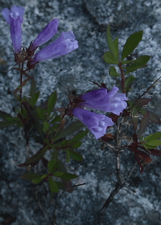 tumblr_otu3c982hc1vj0ol1o1_540.gifv