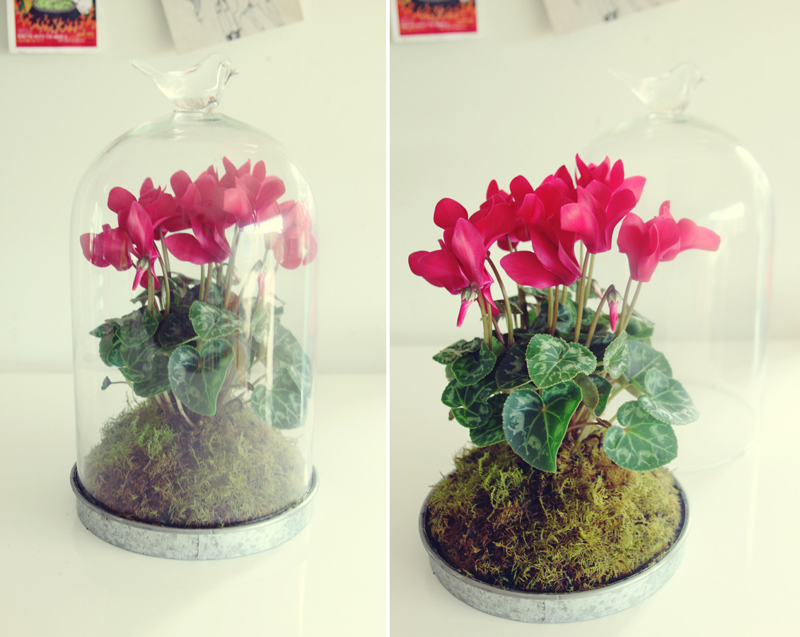 helloyounglionsxo:  I make and sell terrariums as a little hobby that makes me happy