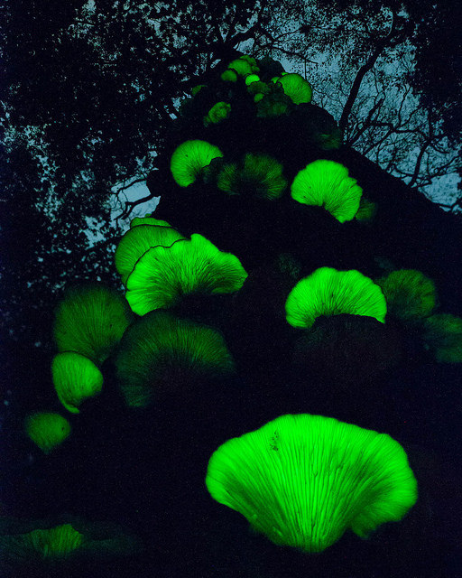 libutron:  Moon Night Mushroom (Tsukiyotake) - Omphalotus japonicusA spectacular