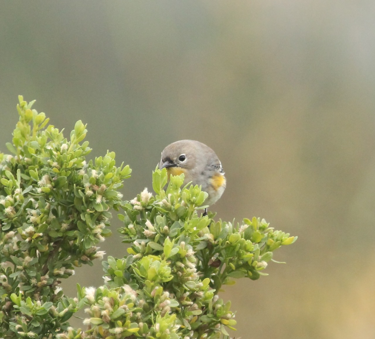 Yellow-Rumped Warbler, Setophaga coronata, female, Audobon’s
Pismo Beach, CA
11/9/14