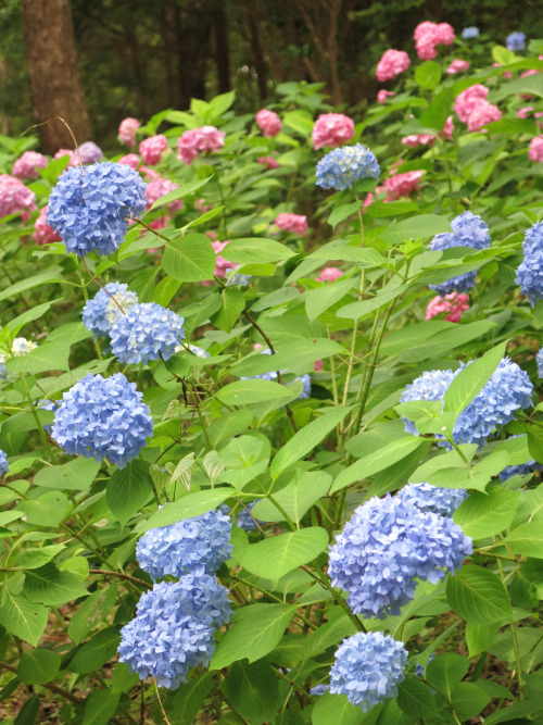 isao-takeda:  2014年6月21日　相野あじさい園　兵庫県三田市 