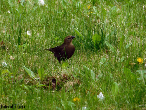 I took this photo of a Brown Headed Cowbird in my front yard under the apple tree (hence the white f