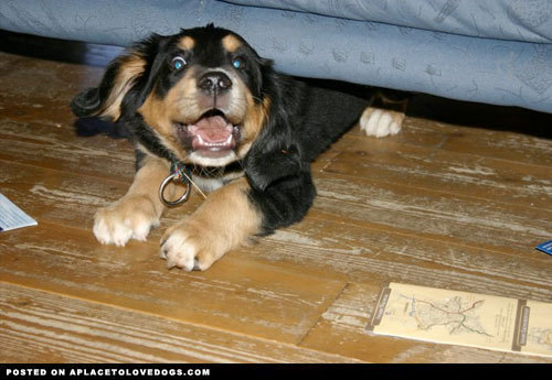 aplacetolovedogs:  Hi everyone! My name is Tarzan, I’m a silly, sweet, goofy, cute