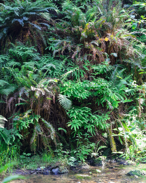 steepravine:  Norcal Forest Scenes(Mendocino, California - 6/2016)