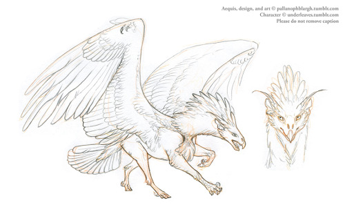 pallanophblargh:  Two more Aequis concepts in process; these are customs for @underleaves (top two images) and @noctuamagpie (bottom image). The first is a grasslander x desert hybrid with hoopoe coloration, second is a northern temperate arboreal based