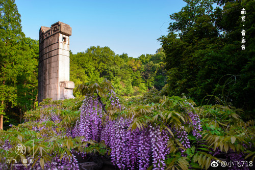 fuckyeahchinesegarden:wisteria blossom in chinese garden by 小飞718