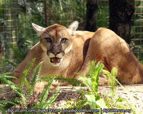 bigcatrescue:Florida Panther is Downlisted from Appendix 1 to Appendix 2I’m proud of Jamie and Justi