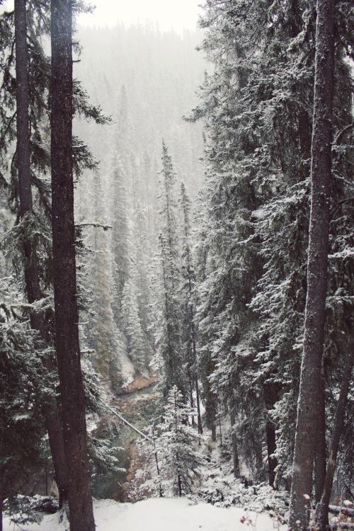 matchbox-mouse:Snowy day in the mountains, Alberta.