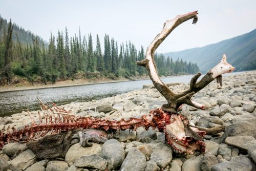 natesboneblog:Pretty Skulls In Alaska. Walrus: National Geographic Moose:  bucktrack.comCaribou: htt