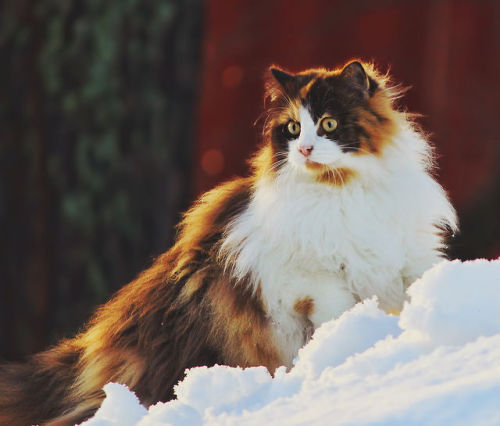 quin-the-infinite-fandoms:  mstrkrftz:    Mille, the Norwegian Forest Cat | Jane Bjerkli    This cat is more attractive than I am