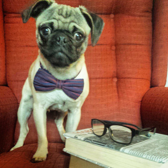 ilovepugs4ever:  Follow Dog Quotes.