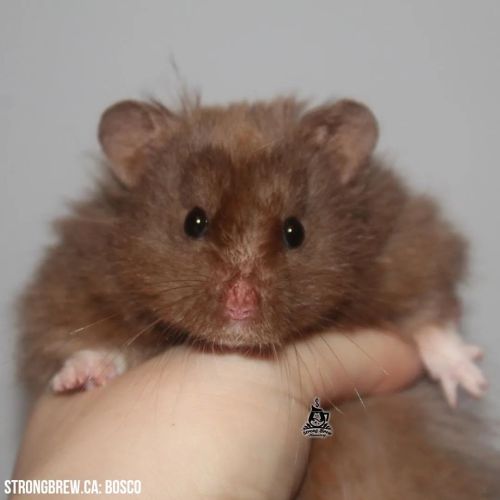 About Syrian Hamsters – Hubba-Hubba Hamstery