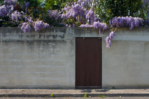 feuilletourne: Tournefeuille, glycine Tournefeuille, wisteria by sir20 for feuilletourne