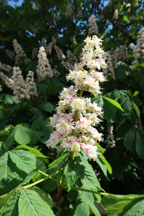 anskupics: Aesculus hippocastanum — horse chestnut a.k.a. conker tree