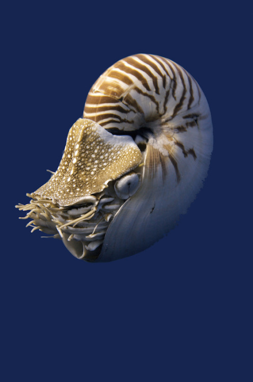 radivs:Naui I (Nautilus pomppilius) by David Henshaw