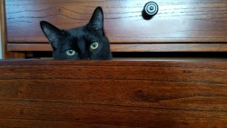 gallifreyburning:  Toothless the Kitten discovered my pajama drawer and declared it a kitty fort.