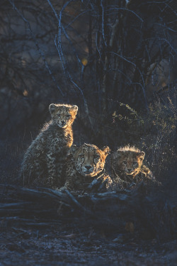 visualechoess:Golden Cheetahs  by: Marina Cano