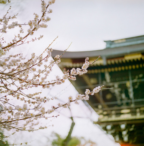 oretorii: @北野天満宮 by yako ma on Flickr.