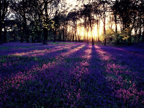 Flowers. By Joey-2000