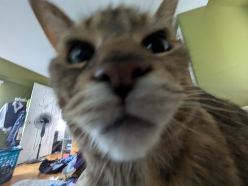 Happy International Cat Day, Y'all