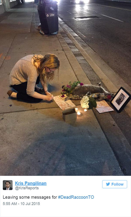 thewightknight:  People in Toronto made a memorial for a dead raccoon after city forgot to pick it up for 12 hours