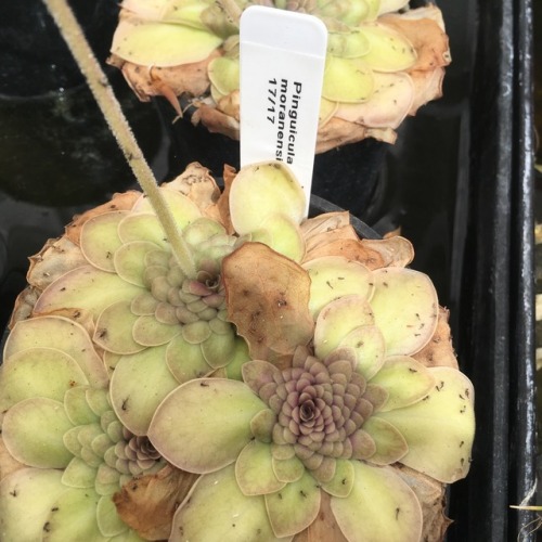 Carnivorous delights in the Botanic Gardens nursery