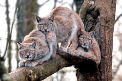 Safety In Numbers (Lynx Family)