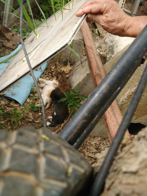 night1703:The outside cat had kittens. I love them.