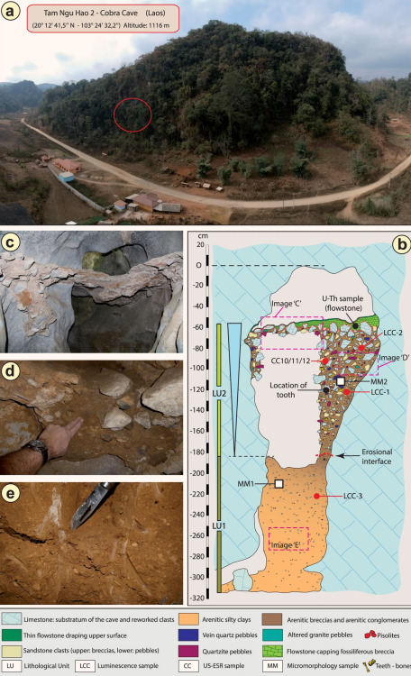  New Fossil Discovery Suggests Denisovans Lived in Laos 164,000-131,000 Years Agohttp://www.sci-news