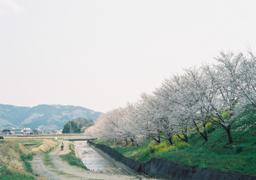 englishsnow:   miyuklm 