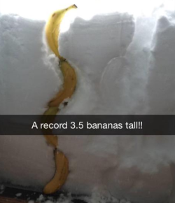 Unchange:  Truezodiacfact:  Only Reasonable Way To Measure Snow   Bananas Do Not