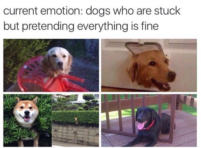 #dog memes from memes