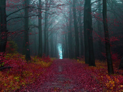 sixpencee:  The Black Forest in Germany has caused over 15,000 missing person cases in the past year.