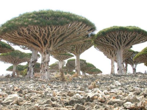 constantarrival:Socotra Dragon trees, Cocotra Archipelligo Indian Ocean