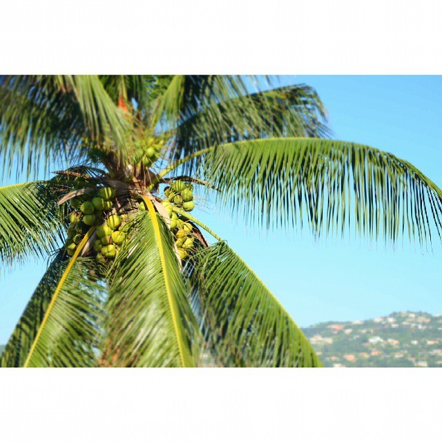 #Coconut #water to start off the day. #Kingston #Jamaica #coconuttree