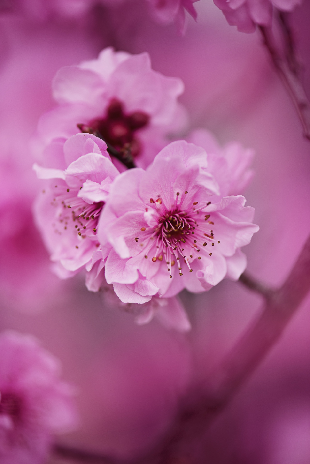 drxgonfly:  (by Kat Smith)