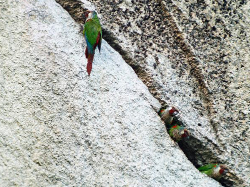 rhamphotheca:GOOD NEWS:New population of Critically Endangered parakeets found in BrazilResearchers 