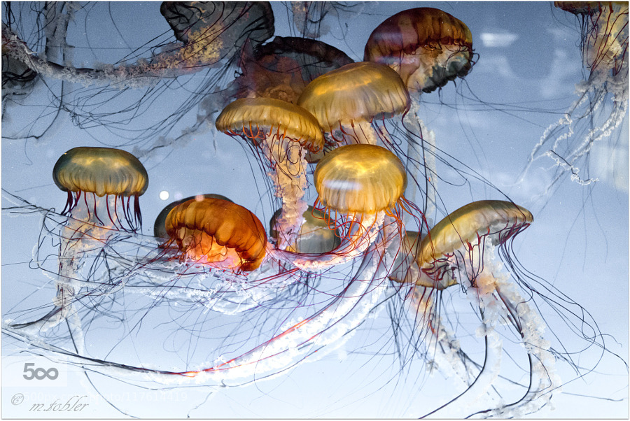 LIFE UNDER THE WAVES