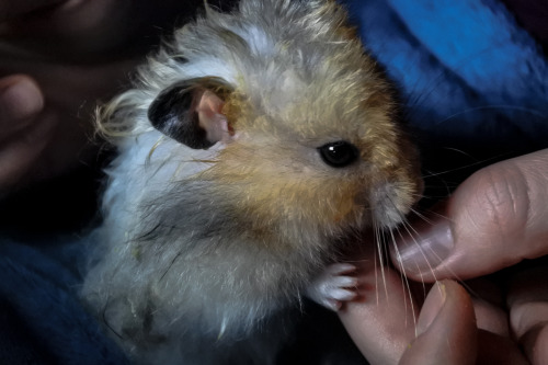 Such a fuzzy boy, I just love him so much.