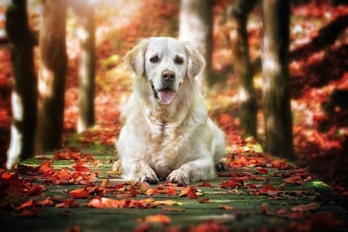 Autumn Dog: Photographer Gabi Stickler & Her Golden Retriever Love This Time Of The YearMore inf