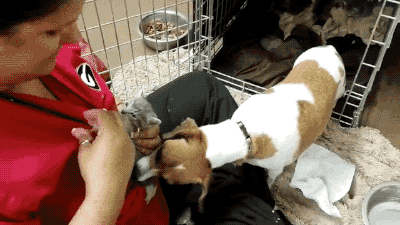 allhailtaytay:longdickdezzy:caralarm-bicycles:clairegatsby:gifsboom:Video: Dog Fostering Kittens Wit