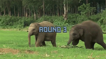 sizvideos:  Baby elephants play fight - Video 