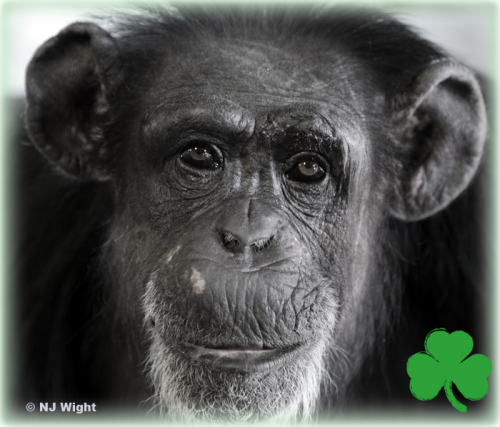 Happy St Pat’s Birthday to my dear friend Sue Ellen! She turns 46. Sue Ellen was one of the first 8 chimpanzees infected with the HIV virus that were ever released to sanctuary. (Check out http://faunachimps.tumblr.com
